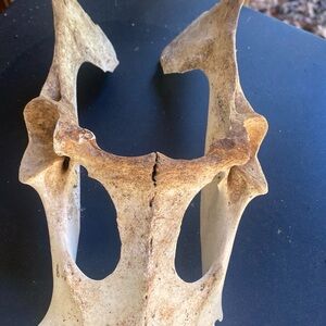 White Tailed Deer Pelvis Bone Animal Decor Real Bones Taxidermy Oddities Nature